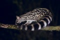 Close up of wild Genet hunting at night in forest Royalty Free Stock Photo