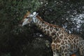 Africa- A Giraffe Being Cleaned by Yellow-Billed Oxpeckers Royalty Free Stock Photo