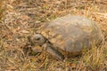 Wild Gopher Tortoise Sitting in the Grass