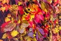 Close-up of wild grapes colorful leaves, fall natural background . Red, orange, yellow, purple autumn leaves wall Royalty Free Stock Photo