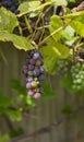 Bunches of wild red wine grapes hang ,sunlight, autumn. closeup Royalty Free Stock Photo