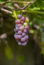 Bunches of wild red wine grapes hang ,sunlight, autumn. closeup Royalty Free Stock Photo