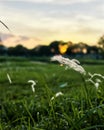Close-up of wild grass flower with soft sunset light and bokeh background Royalty Free Stock Photo