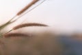 Close-up of wild grass flowers with soft morning sunlight, flowers in the countryside. Bokeh light background Royalty Free Stock Photo