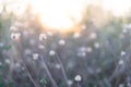 Close-up of wild grass flowers with soft morning sunlight, flowers in the countryside. Bokeh light background Royalty Free Stock Photo