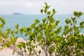 A close-up of wild green bush with an empty beach and calm sea on sunny early summer day in soft focus background Royalty Free Stock Photo