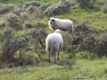 Wild herd of sheeps on the mountain