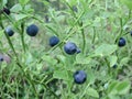 Close-up of wild growing blueberry bush with berries
