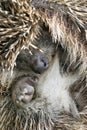 Close-up of wild hedgehog ball defending himself