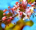 Close up Wild Himalayan Cherry on branch tree. Royalty Free Stock Photo