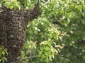 Close up wild hive with cluster or swarm of bees on tree branch