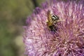 Close up of wild honey bee collecting pollen on thistle plant. Royalty Free Stock Photo