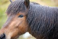 Close up of wild horse in Iceland Royalty Free Stock Photo