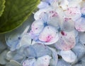 Close Up Wild Hydrangea in Blue and Pink Royalty Free Stock Photo