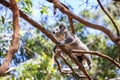 Close up of wild Koala Bear Royalty Free Stock Photo