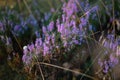 Close-up of wild lavender bushes on the beach. Blurred background. Small depth of field Royalty Free Stock Photo