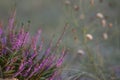 Close-up of wild lavender bushes on the beach. Blurred background. Small depth of field Royalty Free Stock Photo