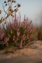 Close-up of wild lavender bushes on the beach. Blurred background. Small depth of field Royalty Free Stock Photo