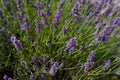 close up of wild lavender flowers in bloom Royalty Free Stock Photo