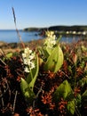 Close up of Wild Lily of the Valley at Dawn