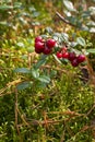 Close up on wild lingonberries growing in the forrest. Green leaves filling up the background