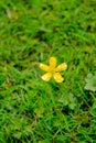 Close-up of the wild little yellow flower in the field. Royalty Free Stock Photo