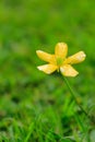 Close-up of the wild little yellow flower in the field. Royalty Free Stock Photo