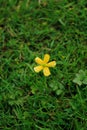 Close-up of the wild little yellow flower in the field. Royalty Free Stock Photo