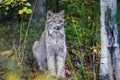 Close up wild lynx portrait in the forest looking away from the camera Royalty Free Stock Photo