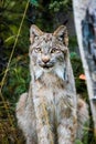 Close up wild lynx portrait in the forest looking away from the camera Royalty Free Stock Photo