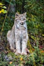 Close up wild lynx portrait in the forest looking away from the camera Royalty Free Stock Photo