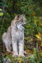 Close up wild lynx portrait in the forest looking away from the camera Royalty Free Stock Photo