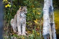 Close up wild lynx portrait in the forest looking away from the camera Royalty Free Stock Photo