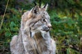 Close up wild lynx portrait in the forest looking away from the camera Royalty Free Stock Photo