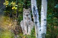 Close up wild lynx portrait in the forest looking at the camera Royalty Free Stock Photo