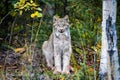 Close up wild lynx portrait in the forest looking at the camera