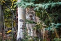 Close up wild lynx portrait in the forest looking at the camera