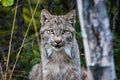 Close up wild lynx portrait in the forest looking at the camera Royalty Free Stock Photo