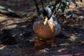 Close up wild male Mallard duck with colorful feather Royalty Free Stock Photo