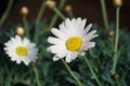 A close up of wild marguerite flowerd in the garden