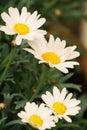 A close up of wild marguerite flowerd in the garden