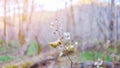 Close up Wild meadow flowers little white flower in early sunny fresh morning. Vintage autumn landscape with blurred background Royalty Free Stock Photo