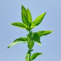 Close up wild mint or Mentha longifolia plant with blue background in sun light. Royalty Free Stock Photo