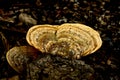 Wild mushroom growth on dead log