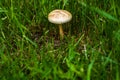 Close up of a wild mushroom isolated in forest