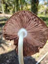 Close up of Wild mushroom in pine autumn forest Royalty Free Stock Photo