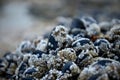 Close up of a wild mussel bed on the beach Royalty Free Stock Photo