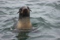 Wild Northern fur seal Callorhinus ursinus on Tuleniy island n Royalty Free Stock Photo