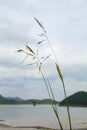 Close-up of the wild oats in the countryside