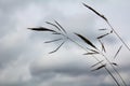 Close-up of the wild oats in the countryside